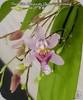 Oncidium Tsiku Marguerite CT Yearning